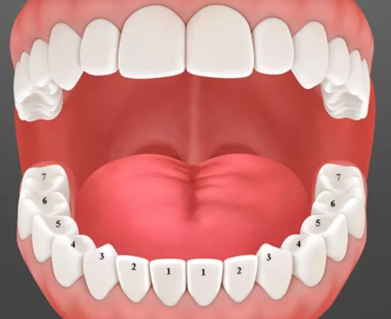 Răng vĩnh viễn là gì?